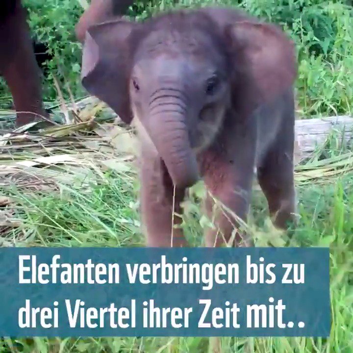 WWF Deutschland on Twitter "Drei Viertel des Tages verbringen Elefanten mit Fressen und Suchen