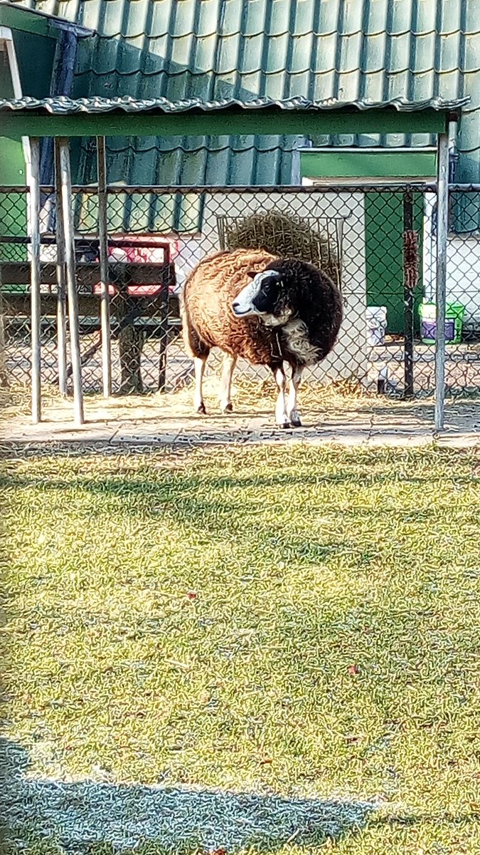 SamenOost's tweet photo. Vanochtend tijdens de wijkwandeling langs bijzondere plekken gewandeld en mooie verhalen gehoord. #gezondheidtelt  #dierenweideabstede #oudebadhuis #dewilg #buurtcentrumsterrenzicht #sportspeeltuinabstede https://t.co/uXWwR3CR7g