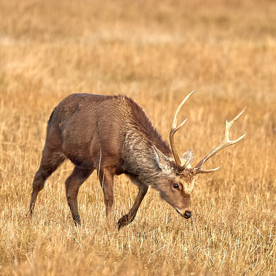 Young Sika stag struts his stuff on the salt flats at RSPB Arne this morning <a href="/DorsetWildlife/">Dorset Wildlife Trust</a> <a href="/DorsetLifeMag/">Dorset Life</a> @RSPBArne #deer #wildlife #wildlifephotography #dorset
