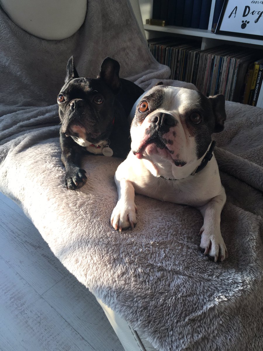 TCHPInfo's tweet photo. Thor &amp; Bob say you'd be fooled into thinking its Spring! It's #cold, come &amp; warm up on our heated couches #massage #relax #claygate #health https://t.co/n8GRUZlJPc