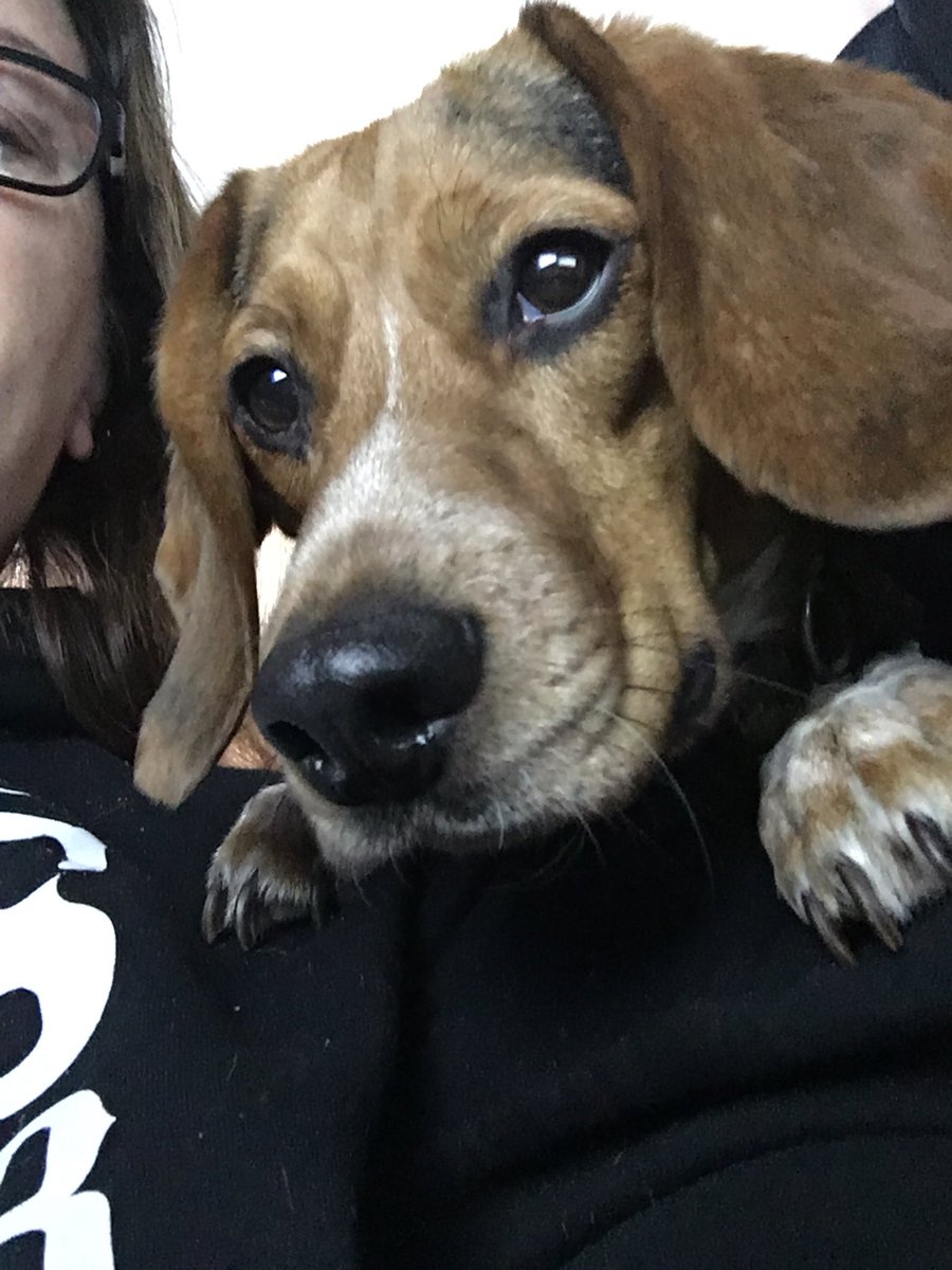 LincolnBeagle7's tweet photo. When moms working. I like to help. #workingdog #beagle #ears #browneyes #dogs https://t.co/YxtxQbxOy3