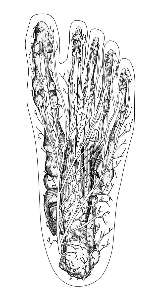 VIVOBAREFOOT's tweet photo. Each foot has hundreds of muscles, ligaments, tendons and bones. 

We're sure you'll agree... it seems a shame not to sure them! 

#barefoot #movement #natural #healthy #feet https://t.co/xxvVhnbhgG