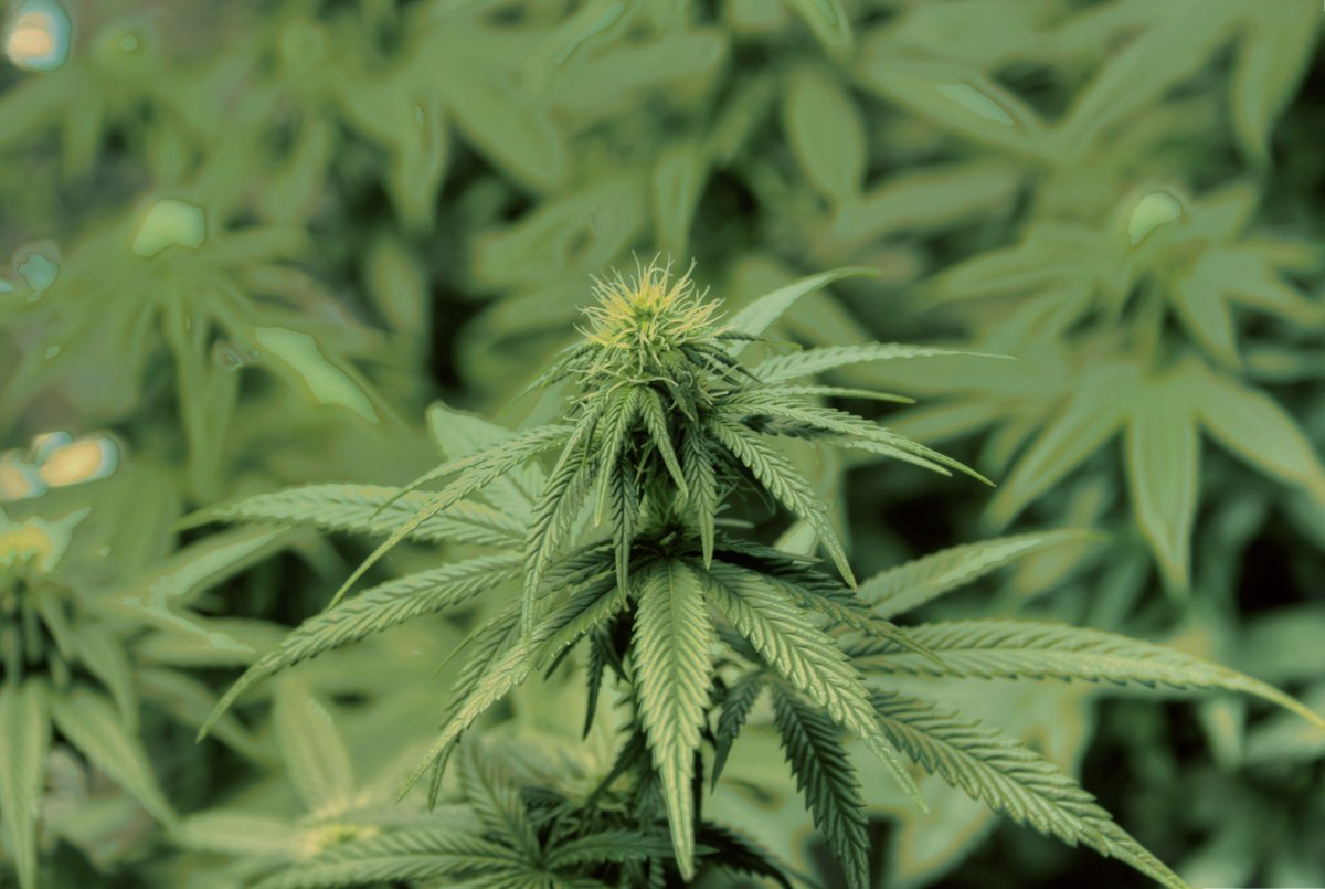 InquiriesJourn's tweet photo. Do Black and White Americans Hold Different Views on #MarijuanaLegalization? - https://t.co/M7WQdQguAE https://t.co/9W6ew9vX3J