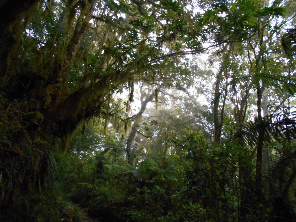 This Jamaica Day, let's explore What’s Right With Jamaica: The Blue Mountain’s Rainforest – A Pictorial | ow.ly/Zc6P30fWx4W | Happy #JamaicaDay!