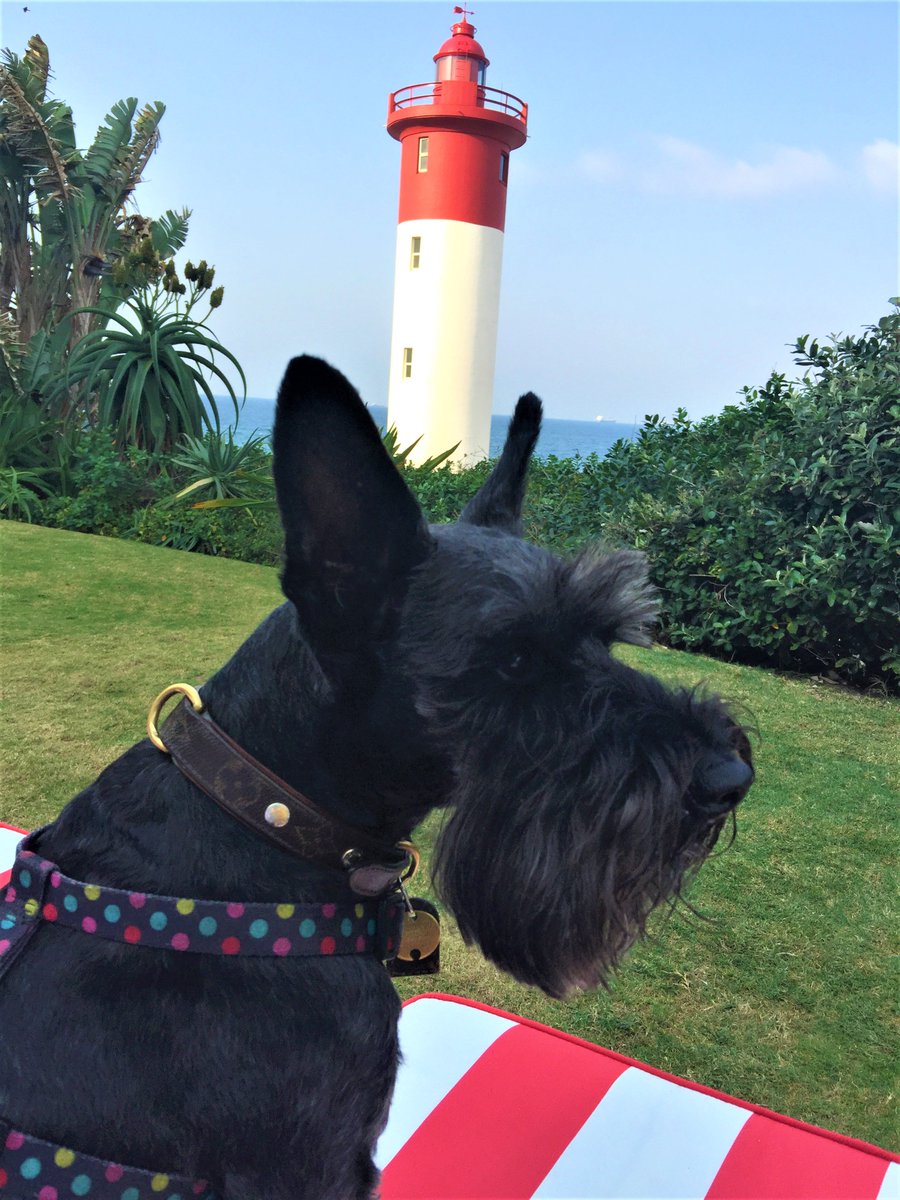 oysterbox's tweet photo. It's been a feel good Friday for Mr. Liquorice who has been relaxing to the max! We always love having him stay with us!
#rchvips #petfriendly #feelgoodfriday #liquorice https://t.co/SJ5hmWlMbH
