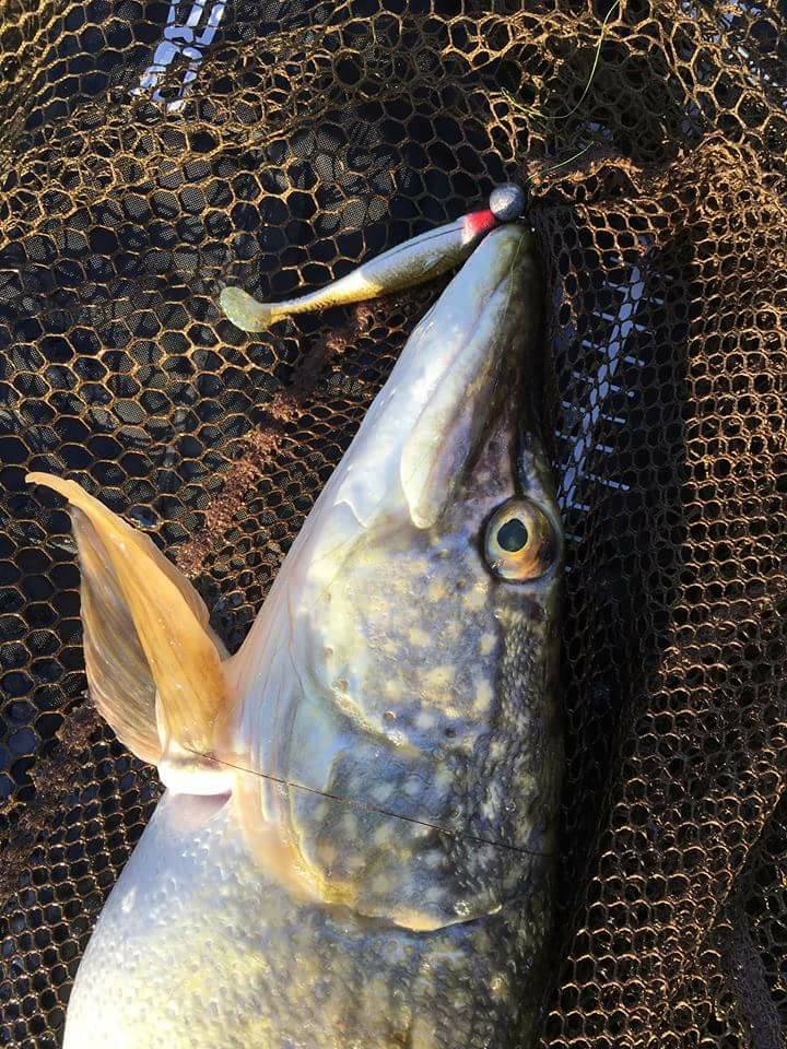 Balt combines a big tail and flat-sided body to give a very natural and high pitch rolling action! ow.ly/Q1OW30iztFc  #Ecogear #Angling #Fishing #LureFishing