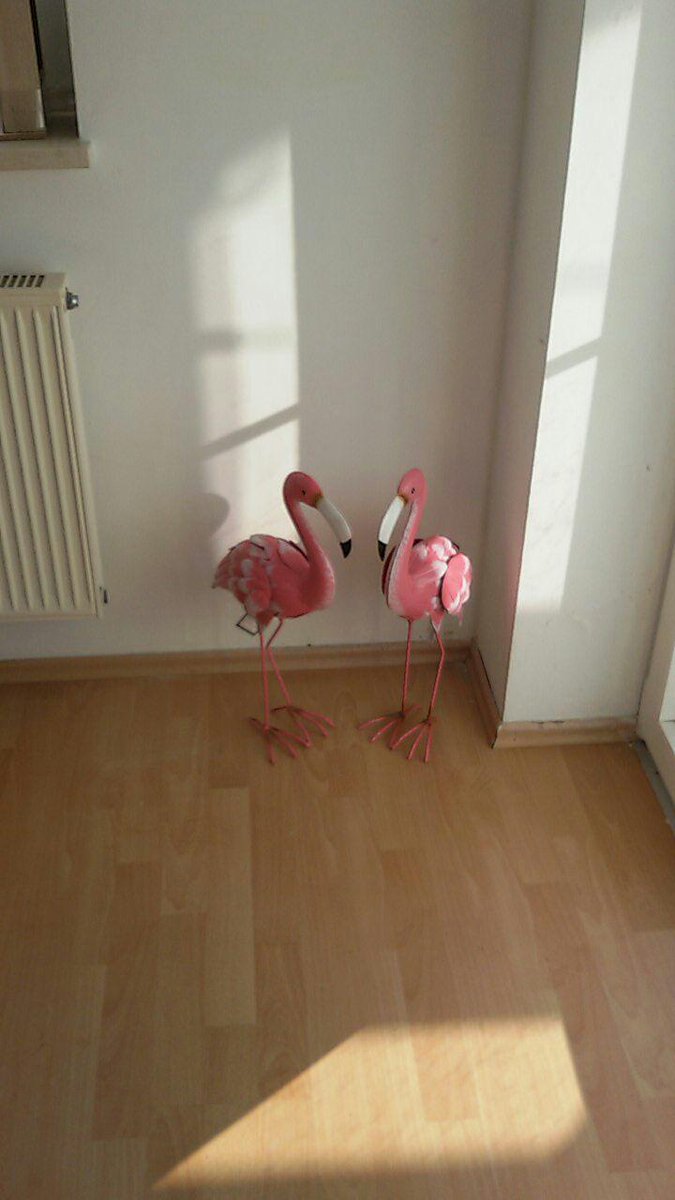 liebliebs's tweet photo. *LIEBLIEB!*
#nestbau
#Flamongo
#RuhmDerKolonie https://t.co/lhA9nJogSF