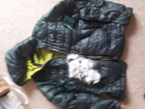 WayneKoda's tweet photo. I was given this feather down jacket by @adidas but over the past few months on charitywalk litterpicking its got ripped / lost a lot of padding.
@KirstieMAllsopp I'm going to reline the jacket with Koda's Northern Inuit fur, as he's currently malting!
#ReuseRepairUpcycle https://t.co/NmrjxWM7px