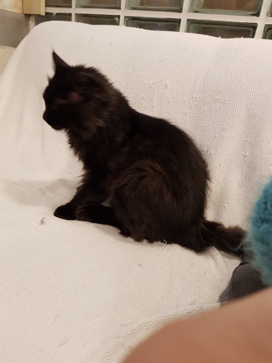 7 aylık bombay erkek uysal mırıl mırıl kedi yuvasını arıyor iç ve dış parazit aşısı yapıldı ve Kısırlaştırıldı    ücretsizdir 
Ankara
05554044044