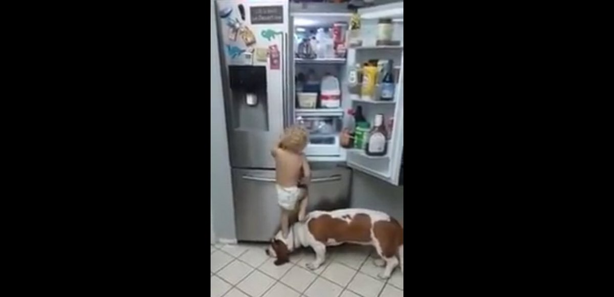 boredsunday's tweet photo. Key message from this video: keep trying, work with like minded #dogs 🐕 and you’ll #succeed 😂 #FunFriday #dogfriends https://t.co/3qUwbnKBge https://t.co/y3f6LxsFy3