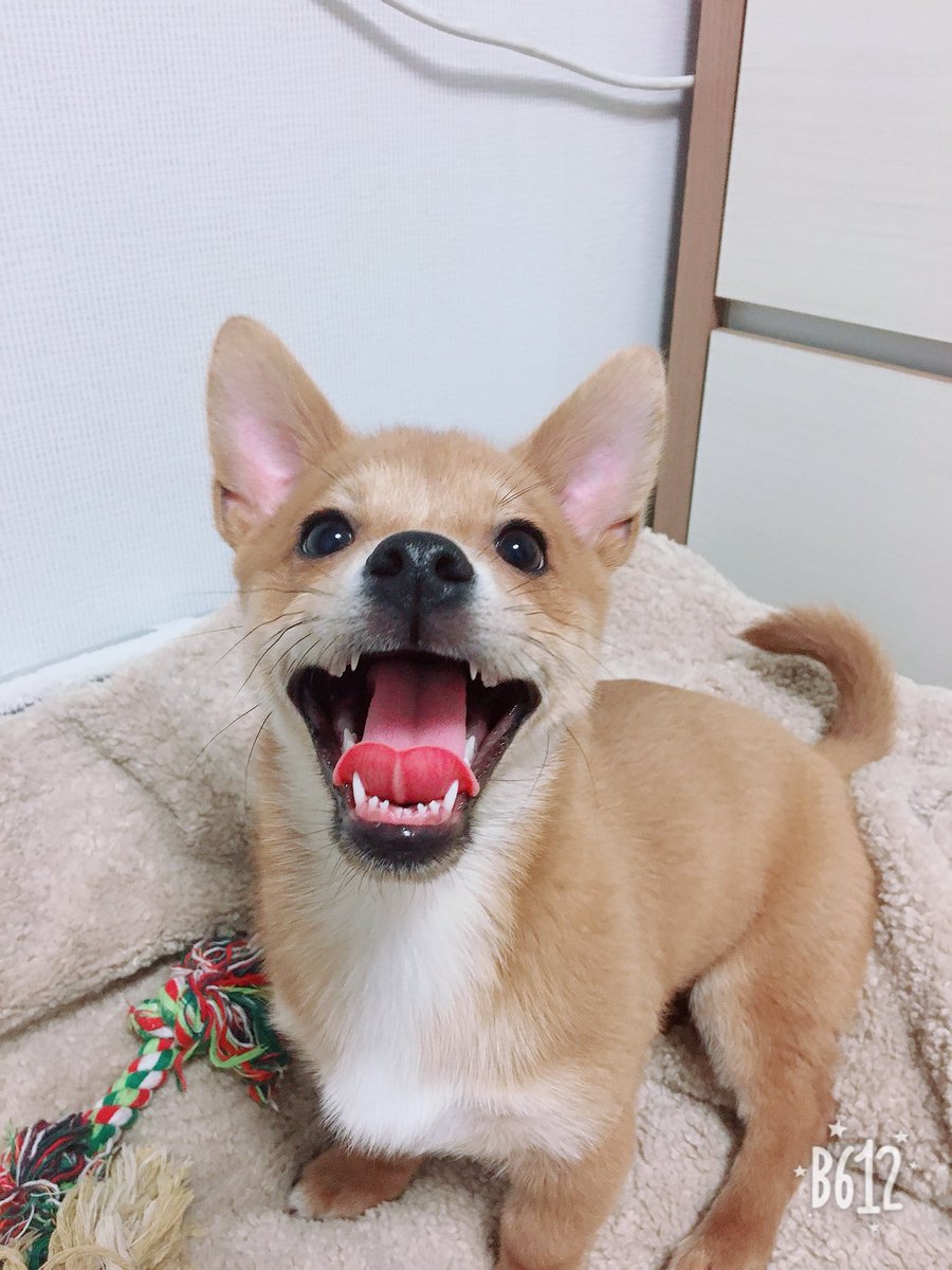 Legend_seoL's tweet photo. 🐶🐶또리 인스타계정🐶🐶
>> https://t.co/MtmQNC38b2 << https://t.co/fvwvkHy9Nr