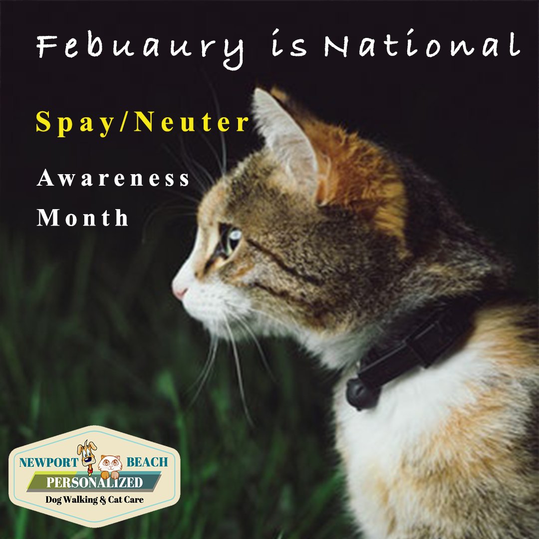 Friendly reminder: Spaying helps prevent uterine infections and breast tumors, which are malignant or cancerous in about 50 percent of dogs and 90 percent of cats.
.
.
#spay #neuter #ocpetsitter #villasfashionisland #newportridge #lidoisle #cathealth #pethealth #livenewportbeach