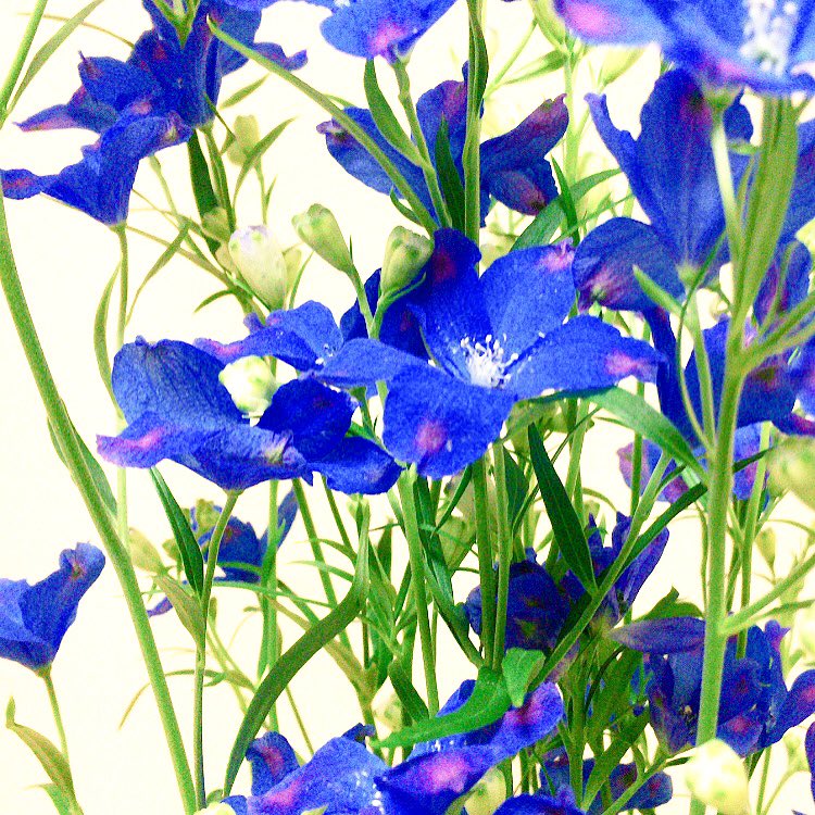 Chris Ar Twitter デルフィニウム 大好きな青の花 花言葉 慈悲 あなたは幸せをふりまく 切り花です イルカの花 デルフィニウム ブルーフラワー Blueflower 青い花 花 はな フラワー ハナ Flower Flower ガーデニング ガーデン 花壇 T Co Dkjhuqvx1t
