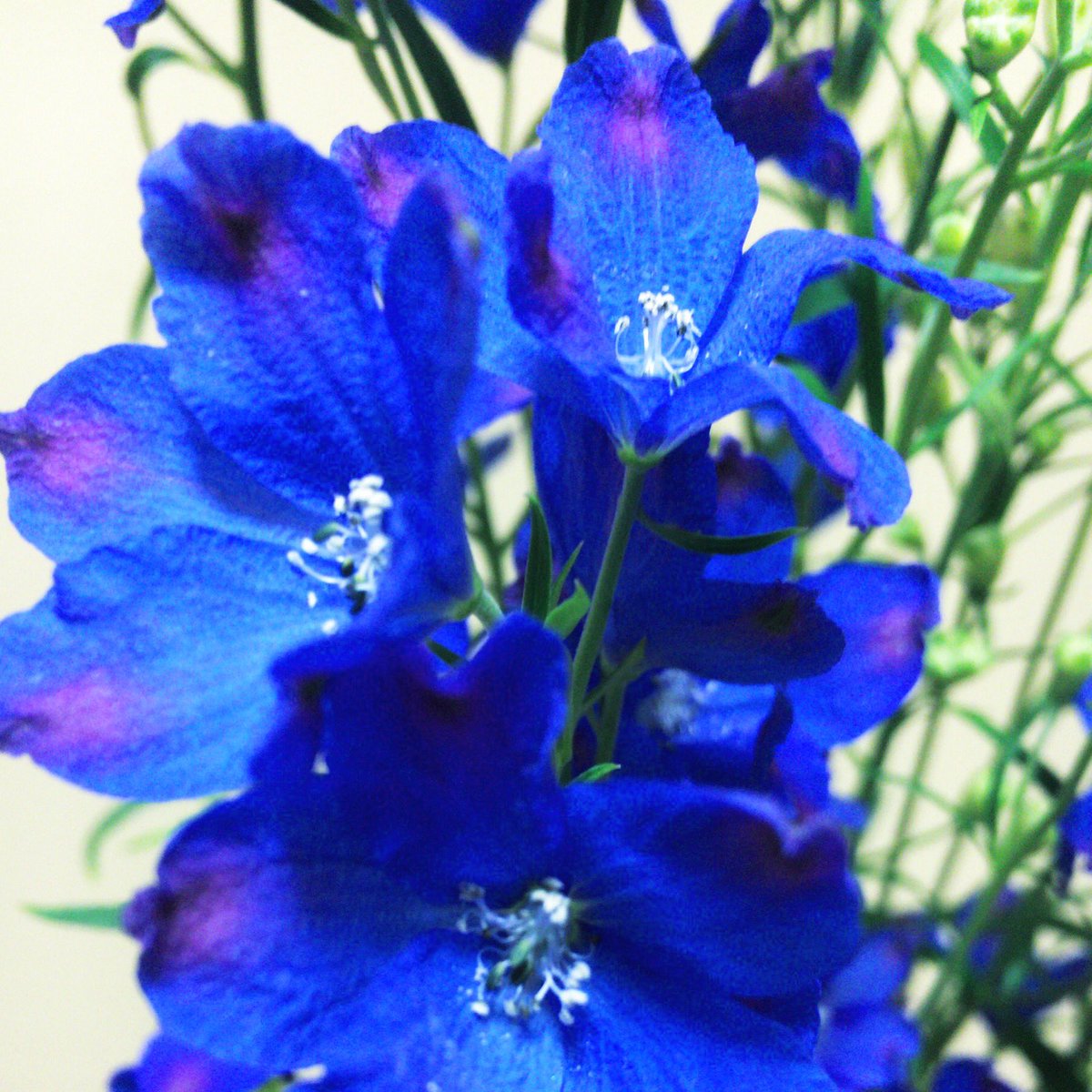 Chris デルフィニウム 大好きな青の花 花言葉 慈悲 あなたは幸せをふりまく 切り花です イルカの花 デルフィニウム ブルーフラワー Blueflower 青い花 花 はな フラワー ハナ Flower Flower ガーデニング ガーデン 花壇 T Co