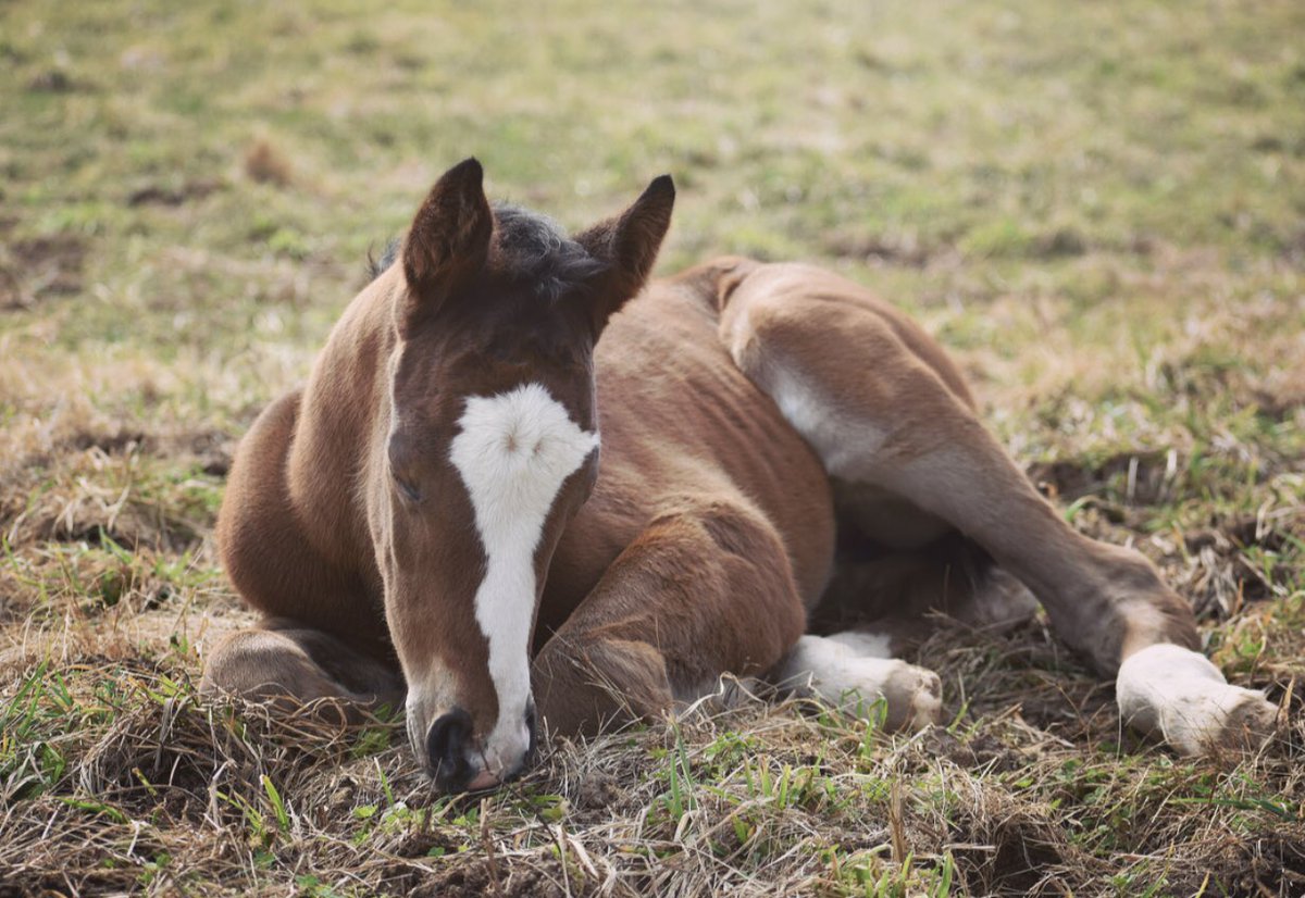 Happy #foalFriday from our flashy filly out of Touch the Moon! #naptime #foalingseason #threechimneys