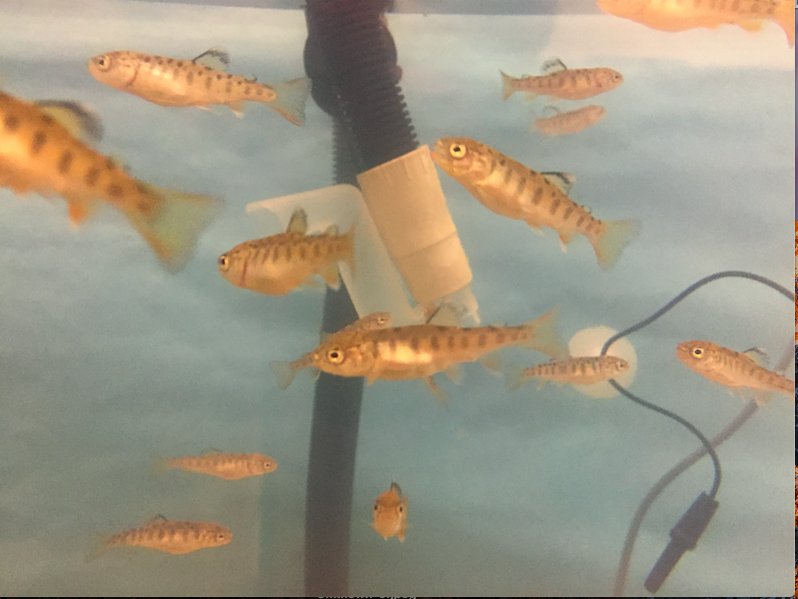 BonoKathleen's tweet photo. Trout in the Classroom update
Fish are growing and students enjoying hands-on experiences. #SPMSWCPS #wcpsmd https://t.co/WCWn0j43AL