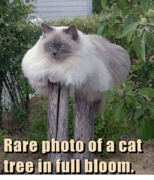 BloomBossGrowLights tweet media