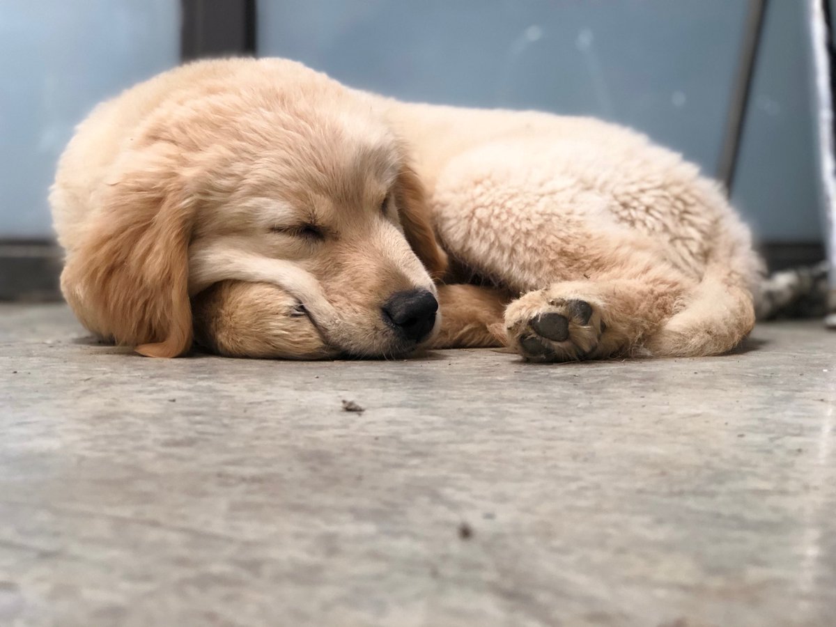 PAWS548_NFHS's tweet photo. Playing hard, sleeping harder https://t.co/0HAq23Xshm