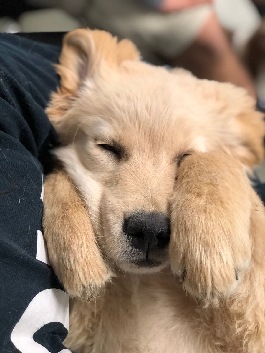 PAWS548_NFHS's tweet photo. Playing hard, sleeping harder https://t.co/0HAq23Xshm