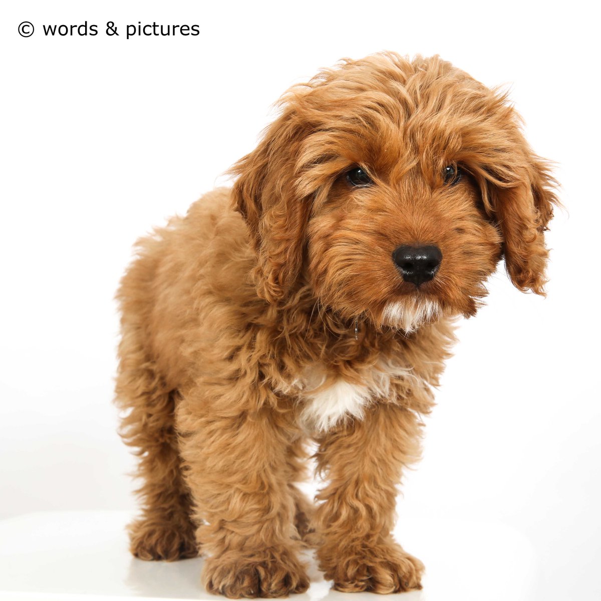 Just photographed this cute chap at the studio today for his mummy, Emily. Gorgeous wee fella!