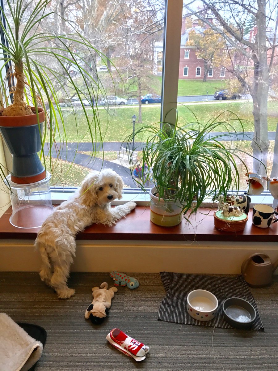 AmherstMascot's tweet photo. I thought you all might like to meet Blossom, who works here in Amherst's Office of Communications. 

Blossom's owner, Su Auerbach, is our design director for print and web communications. But what should Blossom's job title be? https://t.co/2pTvjE7gFz