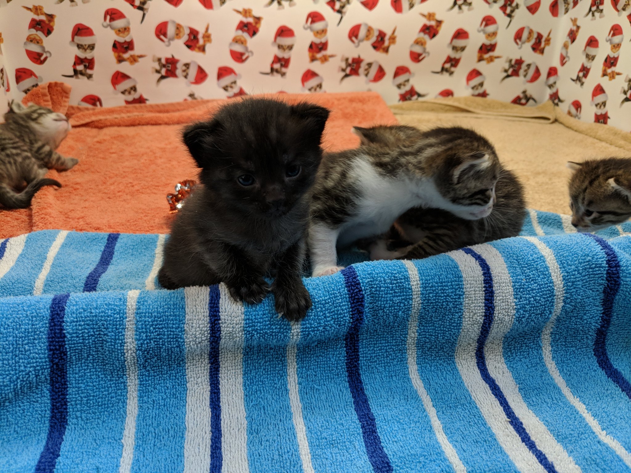 Kitten Kitten