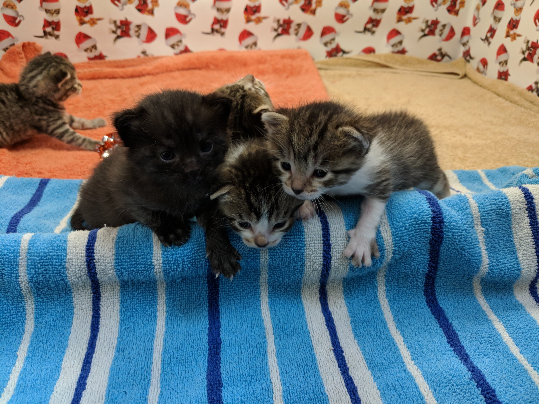 Kitten Academy Twitter Kitten Academy Twitter