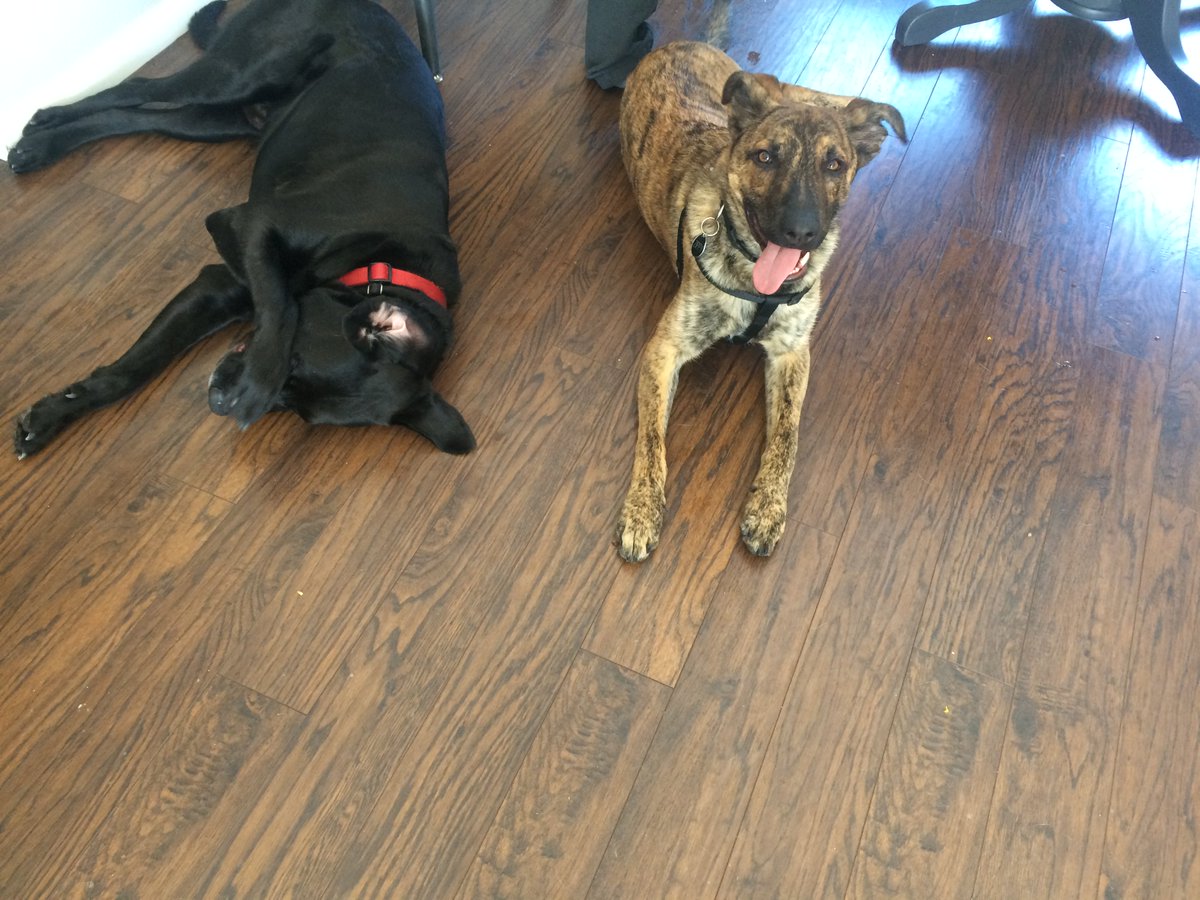 DogWatchTC's tweet image. Moose and his new friend Zippy tire each other out!