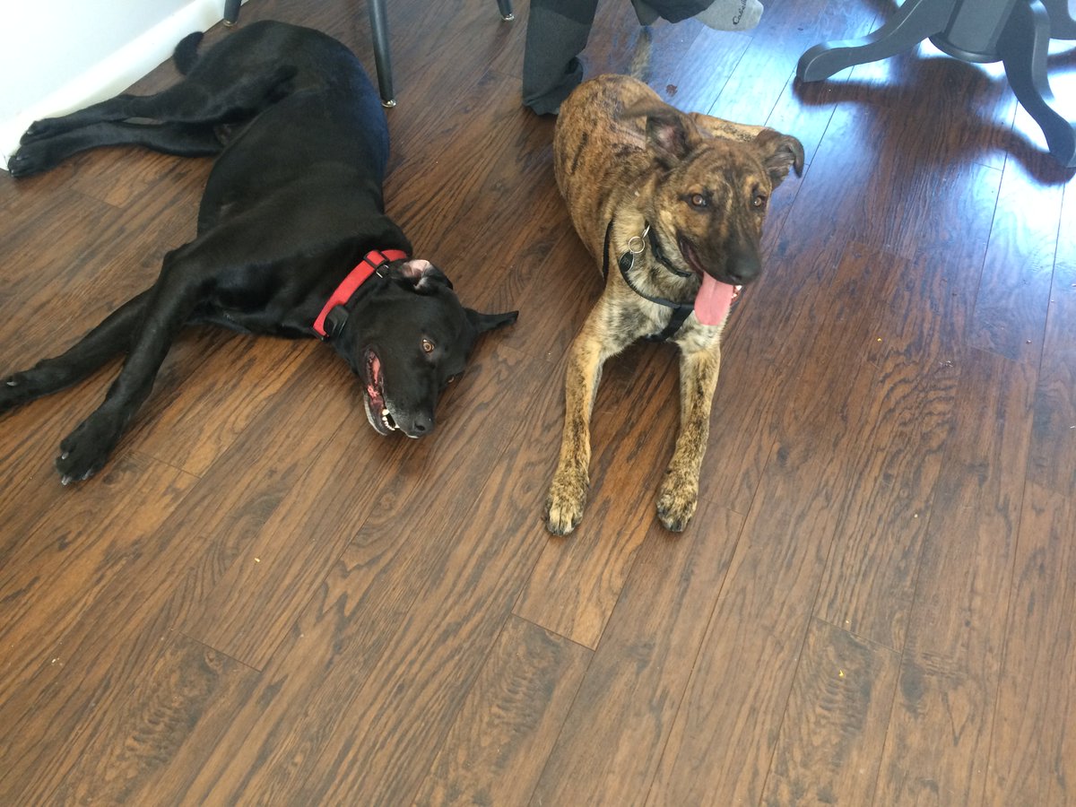 DogWatchTC's tweet image. Moose and his new friend Zippy tire each other out!