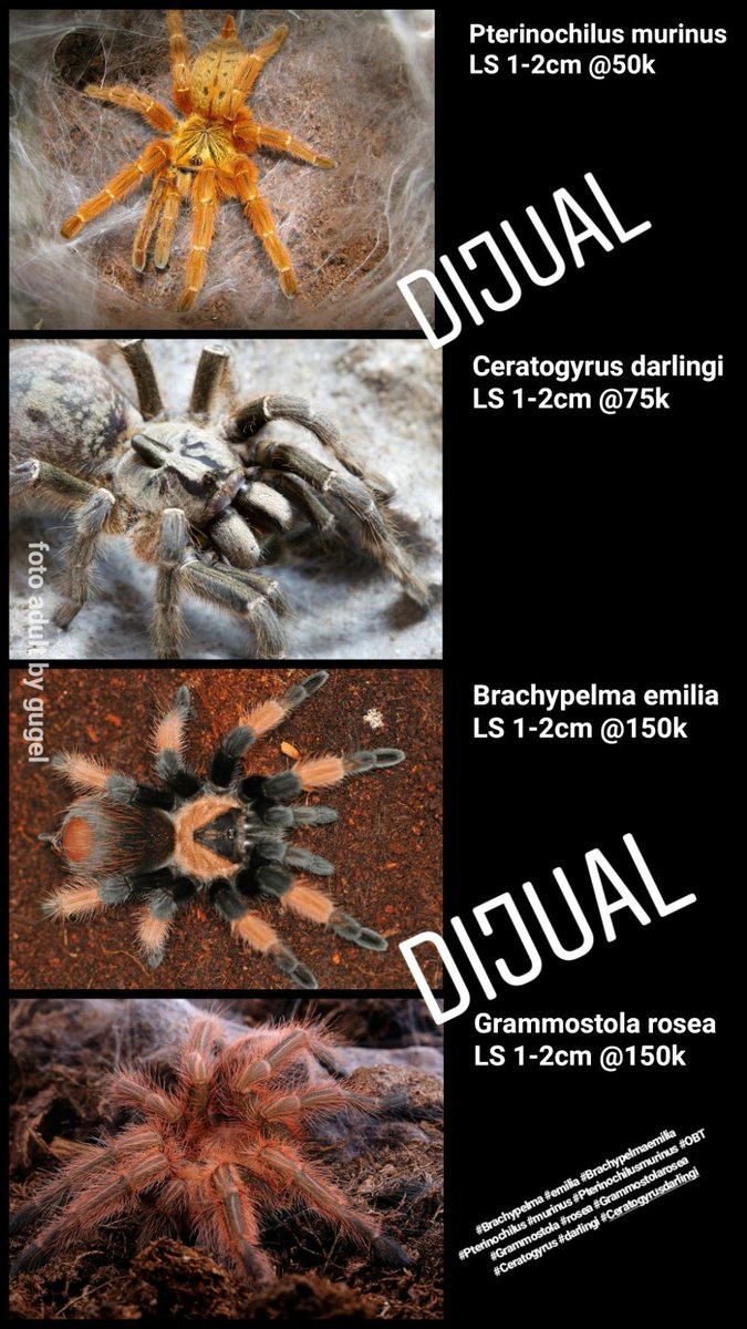 s9un's tweet photo. dijual
#Brachypelma #emilia #Brachypelmaemilia
#Pterinochilus #murinus #Pterinochilusmurinus #OBT
#Grammostola #rosea #Grammostolarosea
#Ceratogyrus #darlingi #Ceratogyrusdarlingi https://t.co/iS2DzNsotO