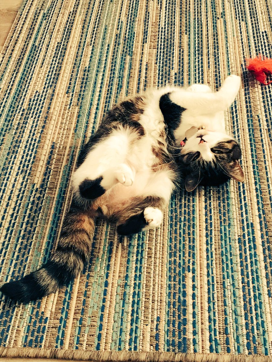 pheobefurball45's tweet photo. It’s February 2018 already .... how did that happen! https://t.co/ObYeg8gFHl