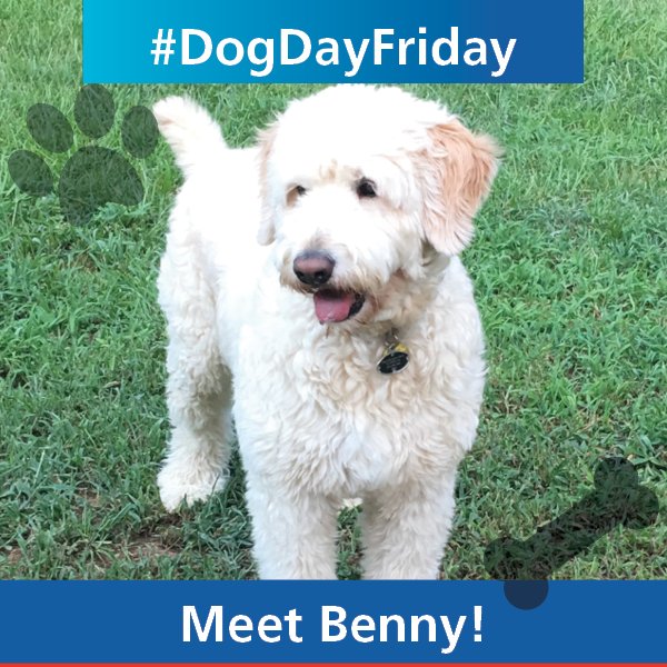 AckermanCRE's tweet photo. #DogDayFriday featuring Benny! This Golden Doodle belongs to our VP of Marketing and is the apple of his mommy’s eye. He’s super cute, smart and plays well with others. He can chase a frisbee all day! #GoldenDoodle #Pet #Dog #FriendlyPet #Curly https://t.co/4R2ZpyAxV9