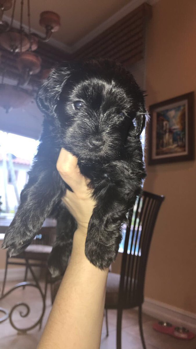 This is misty named after MSD, welcomed into the deitsch family &amp; parkland community to bring much needed smiles and support after the horrific shooting.She is a small dog with a big goal change gun reform if not for the kids then for misty. follow her instagram @msdmisty