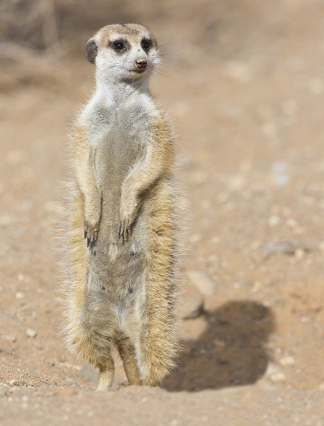 dave_marchi's tweet photo. Sisi ok va bene, è uscita on demand, grandi Benji&amp;Fede, bellissima, bla bla bla...
Ma ci pensate che nel mondo esistono i SURICATI? E soprattutto, che differenza c'è dai lemuri? https://t.co/7QazSn2Byl