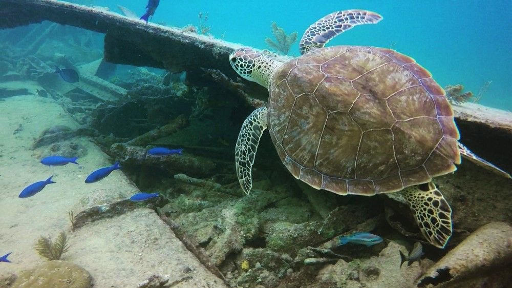 thefloridakeys's tweet photo. TGIF! We think this #PhotoFriday pic is turtle-y awesome! 🐢 What fun activities is everyone doing this weekend? 📷: Olivia #flkeys https://t.co/YVVV2uKyHD