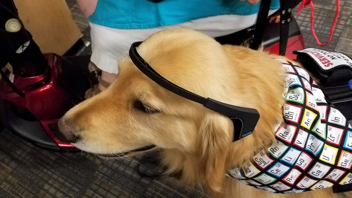 Kobalt_IST_Gold's tweet image. @USFEngExpo #neuromachine InteractionLab NOT ScienceFiction. It’s #braincomputerinterface. Sensors acquiring #braindata. Future: Way for my humans to know what I’m thinking? #neuroscience #STEM #technology #computerscience #engineering #foodallergy #servicedog #goldenretriever