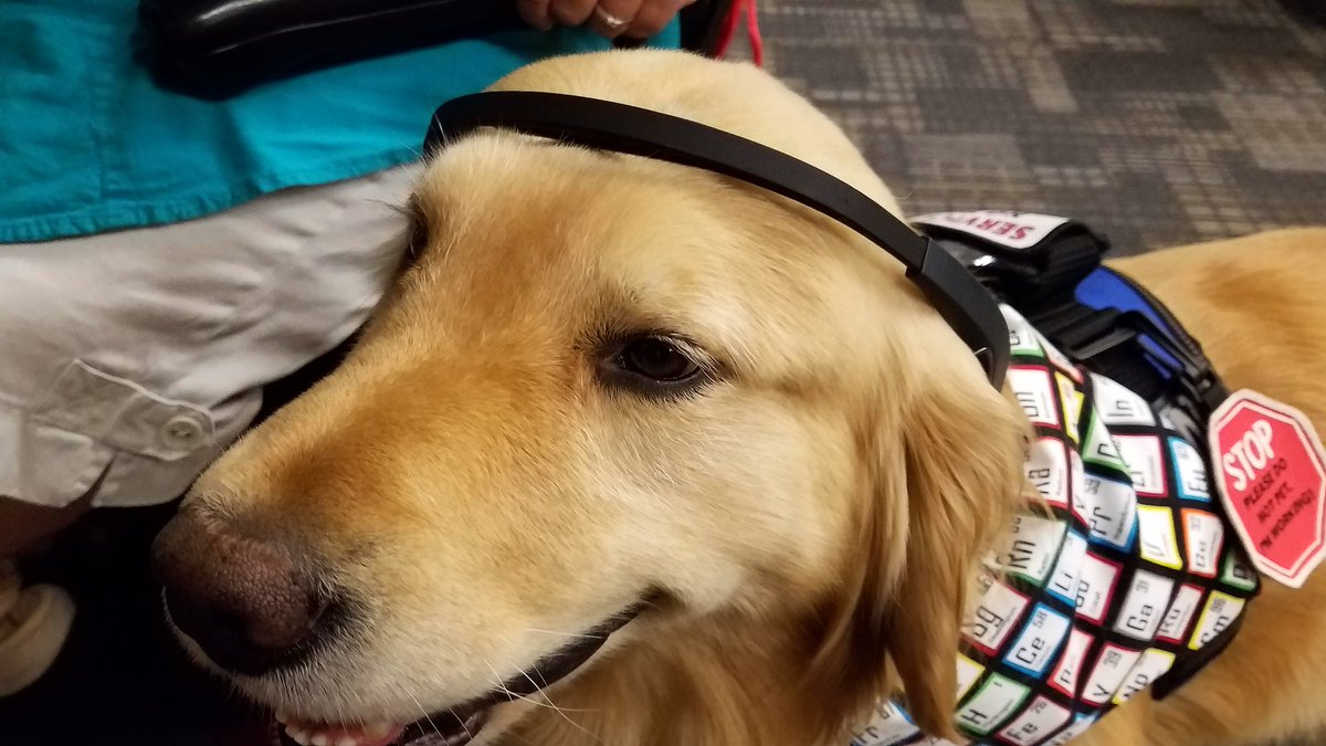 Kobalt_IST_Gold's tweet image. @USFEngExpo #neuromachine InteractionLab NOT ScienceFiction. It’s #braincomputerinterface. Sensors acquiring #braindata. Future: Way for my humans to know what I’m thinking? #neuroscience #STEM #technology #computerscience #engineering #foodallergy #servicedog #goldenretriever