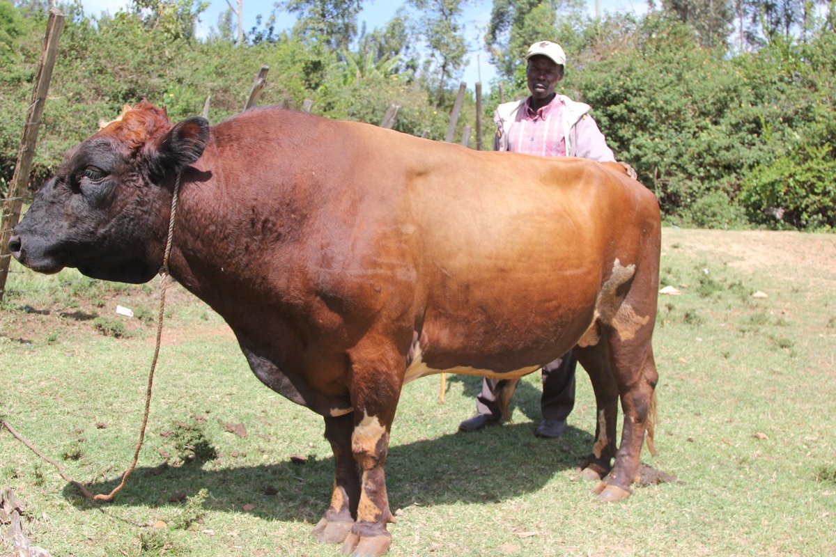 SeedsOfGoldKE's tweet photo. Join us on Feb 24th in KALRO-KITALE for the final day of #SeedsofGoldKitale for more lessons on crop & livestock production,finance access,market access and farm mechanization. Entry is a copy of Saturday Nation newpaper https://t.co/u6wKkOFZIk