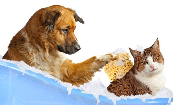 BeausBathHouse's tweet photo. Our Blueberry Clove #Conditioner softens, shines and conditions your #pet's coat while adding luster and softness with a pleasing scent. It is also cruelty-free, all-natural and pH-balanced safe for #cats and #dogs! #BeausBathHouse #Denton #Texas #Grooming #PetCare https://t.co/sj7I906DMc