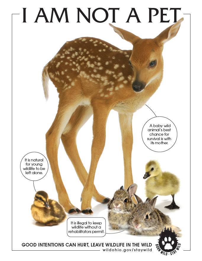 Ohio Div Of Wildlife On Twitter The Official Start Of Spring Is
