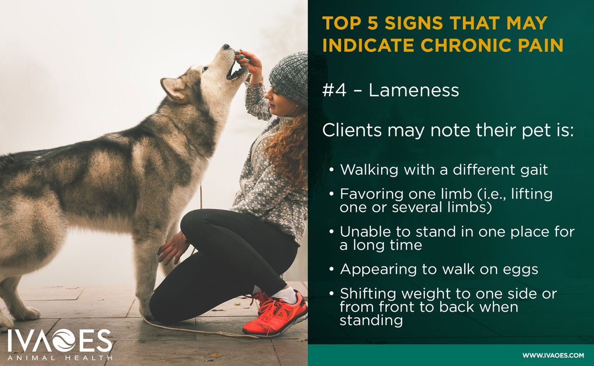 IvaoesAH's tweet photo. Ask the client:
Have you noticed your pet favoring or lifting one or several limbs while sitting or standing?
Did you notice a gait change such as skipping or hopping? https://t.co/5ZYpxtSmYw