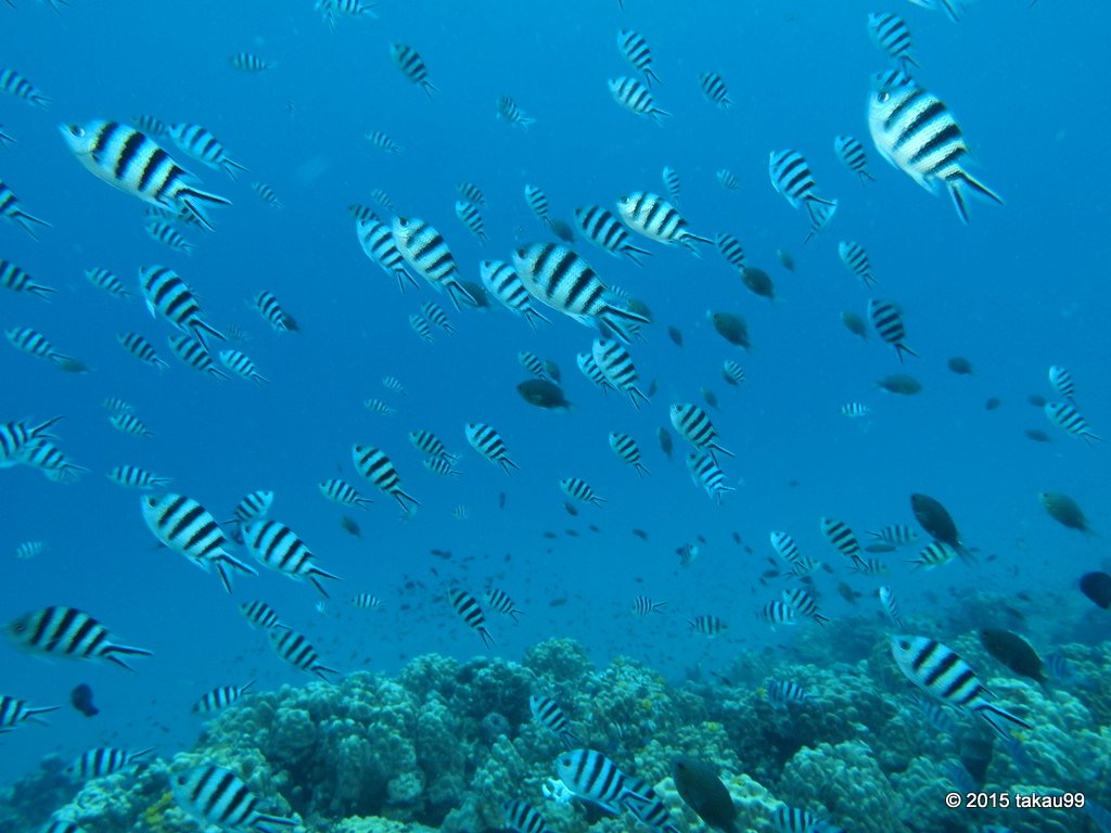 OceanicPhotos's tweet photo. A beautiful school of scissortail sergeants (Abudefduf sexfasciatus), a very common fish of the Indo-Pacific region. 🦓🐟

                                                  ⚪️⚫️⚪️⚫️⚪️⚫️

#UnderwaterPhoto #HappyFriday #OurOcean #HopeForReefs #Ocean https://t.co/DevMOQARvi
