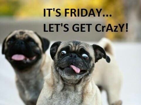 happy friday funny dog