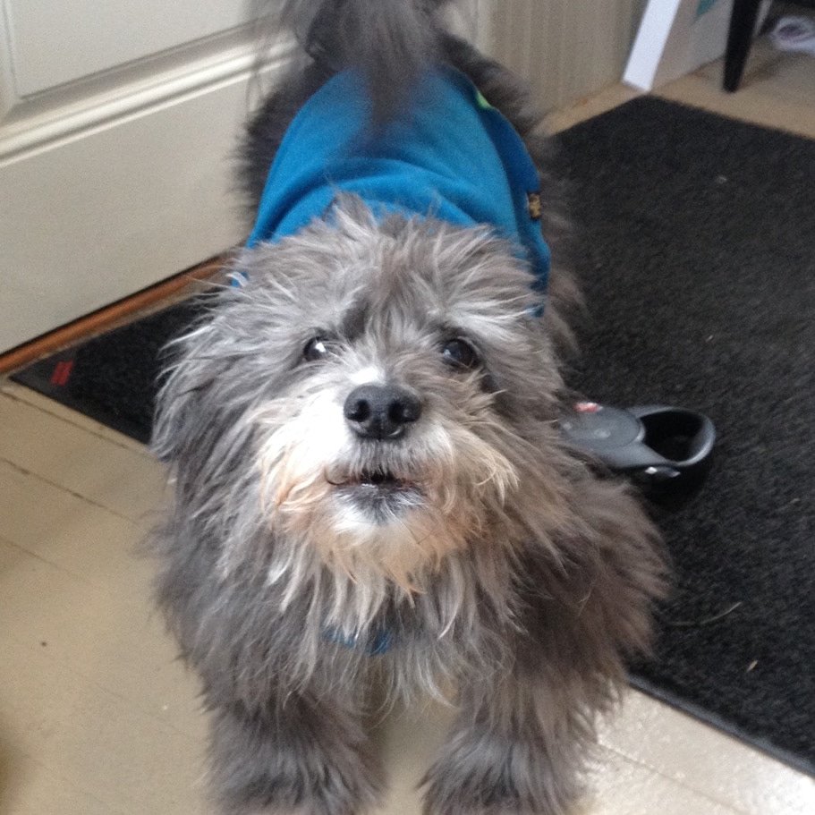 jampronw's tweet photo. #EllenRateMyDog  Bohdi aka Chewbacca says  "put me on your show" cause I Rock! https://t.co/LaGdBi0y9W