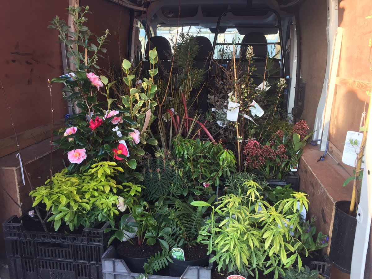 Marchants Nursery tweet media