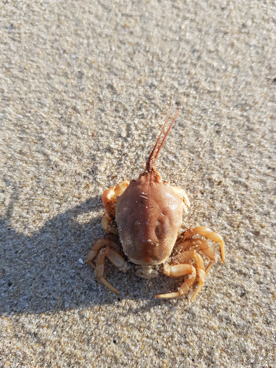 Ik kwam vanmiddag dit krab je op het strand tegen( zeg het maar).