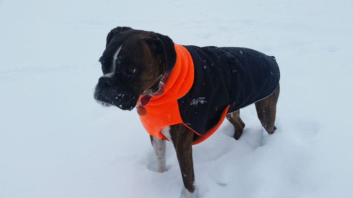 Chilly Dogs Canada tweet media