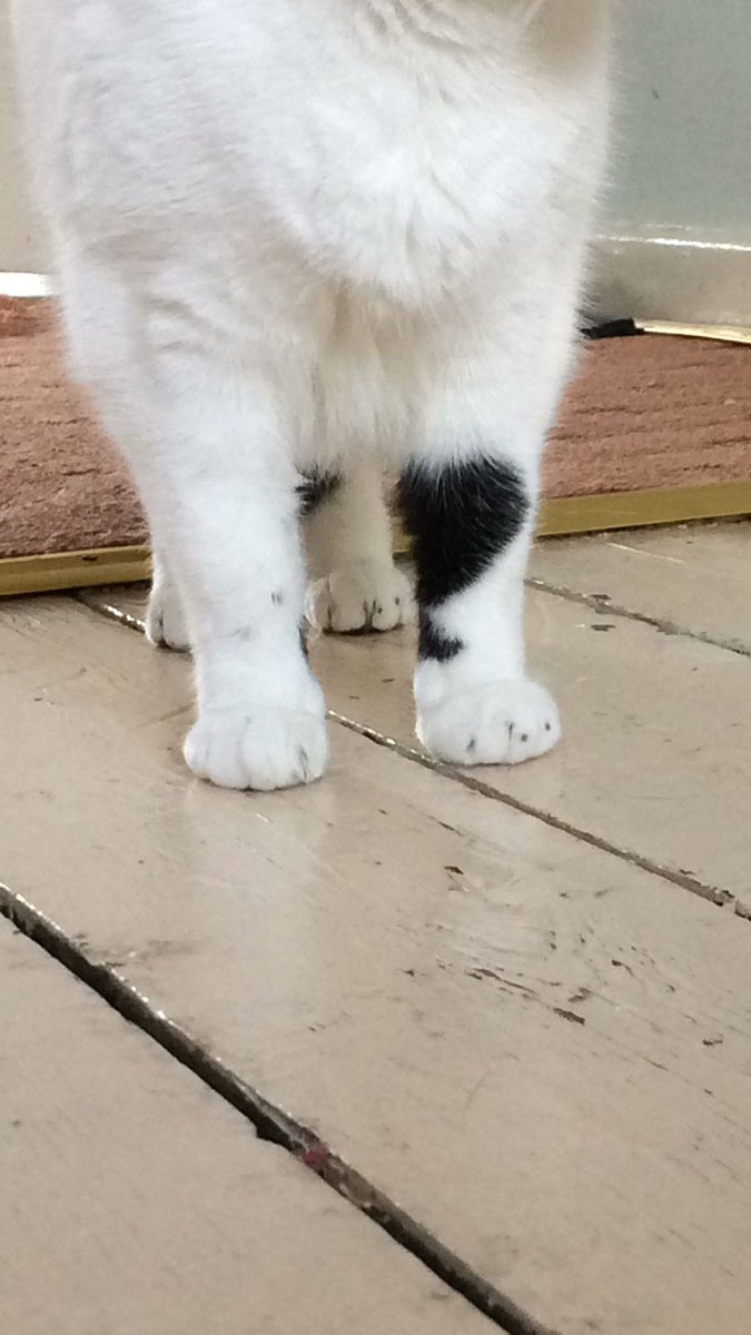 These feets...

Who wouldn't want these little feets padding about their house, providing security, etc?

Vera has lovely feets, and you could benefit from them, so why not give <a href="/KeighleyCatCare/">Keighley Cat Care</a> a call?

They have many feets.
#HelpingVera