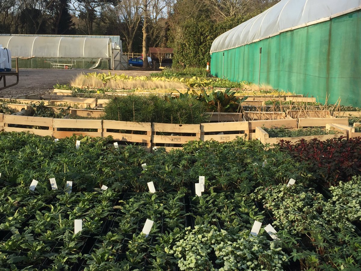 Marchants Nursery tweet media