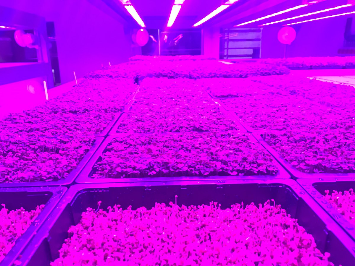 Growingfield28's tweet photo. Growing nicely for @20StoriesMCR .@northcountryken @Growingfield28 @aidenbyrne @lakeland_leaves . Great job so far guys.... another chapter to the story! https://t.co/h0JUJqr4WV